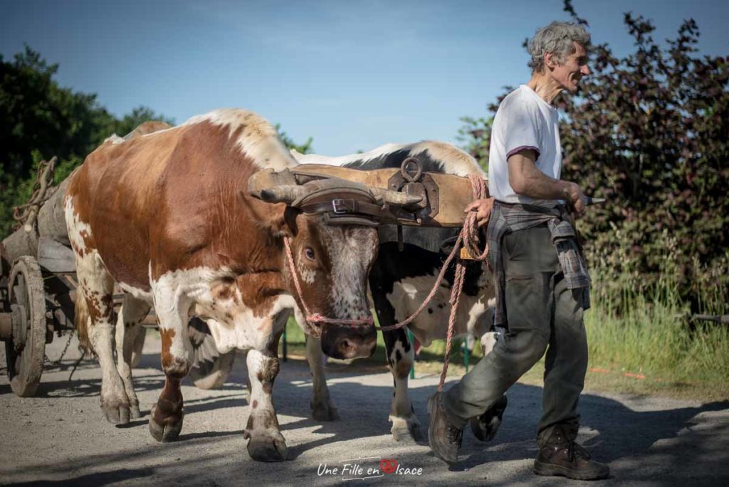 ecomusee d'alsace-ungersheim©Celine-Schnell-Une-Fille-En-Alsace-2019