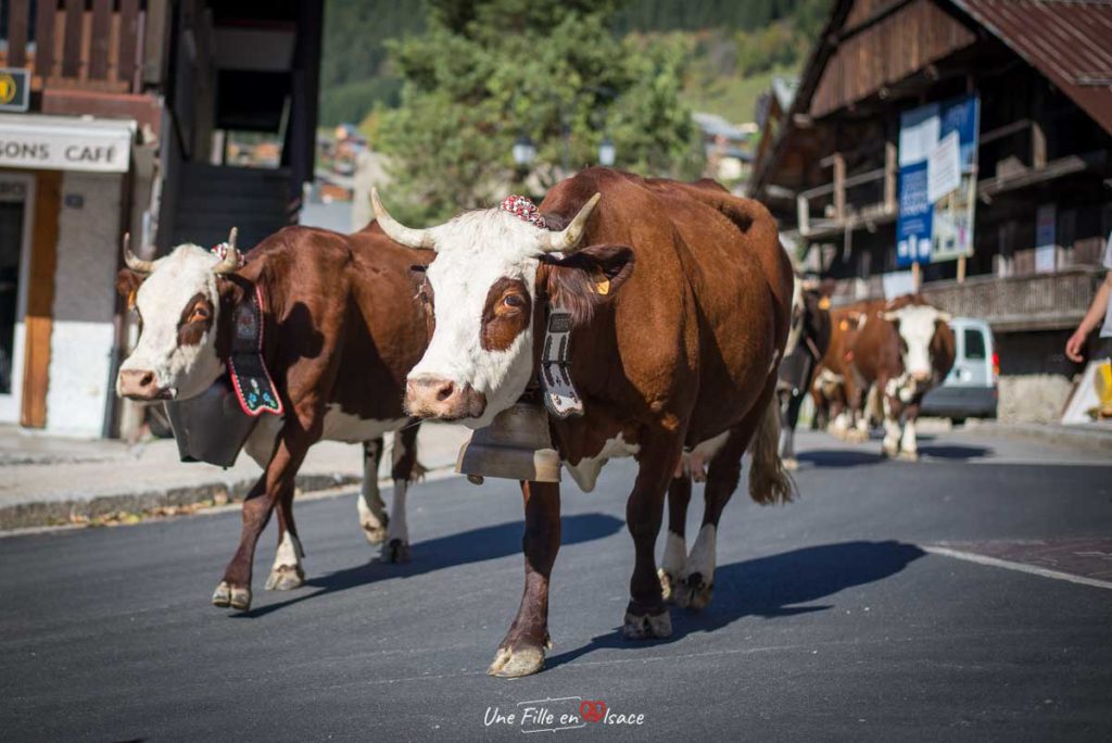 Transhumance -Haute-Savoie©Celine-Schnell-Une-Fille-En-Alsace-2019