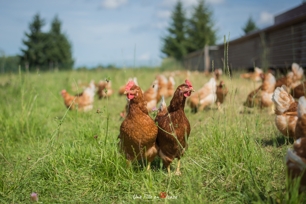 poule-ferme-primvert-Celine-Schnell-Une-Fille-En-Alsace-2021