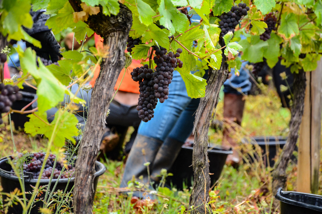 Vendanges touristiques au Domaine Specht à Mittelwihr - Photo Céline Schnell Une Fille En Alsace