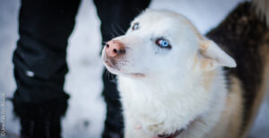 Chien de traîneau Scoobidoo - Photos Céline Schnell - Une Fille En Alsace