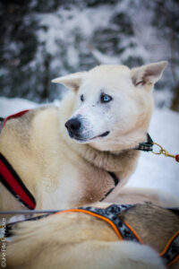 Mon baptême en chien de traîneau - Photos Céline Schnell - Une Fille En Alsace