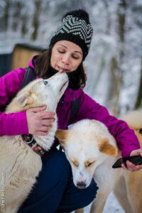 Chien de traîneau Scoobidoo - Photos Céline Schnell - Une Fille En Alsace