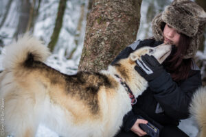 Chien de traîneau Scoobidoo - Photos Céline Schnell - Une Fille En Alsace