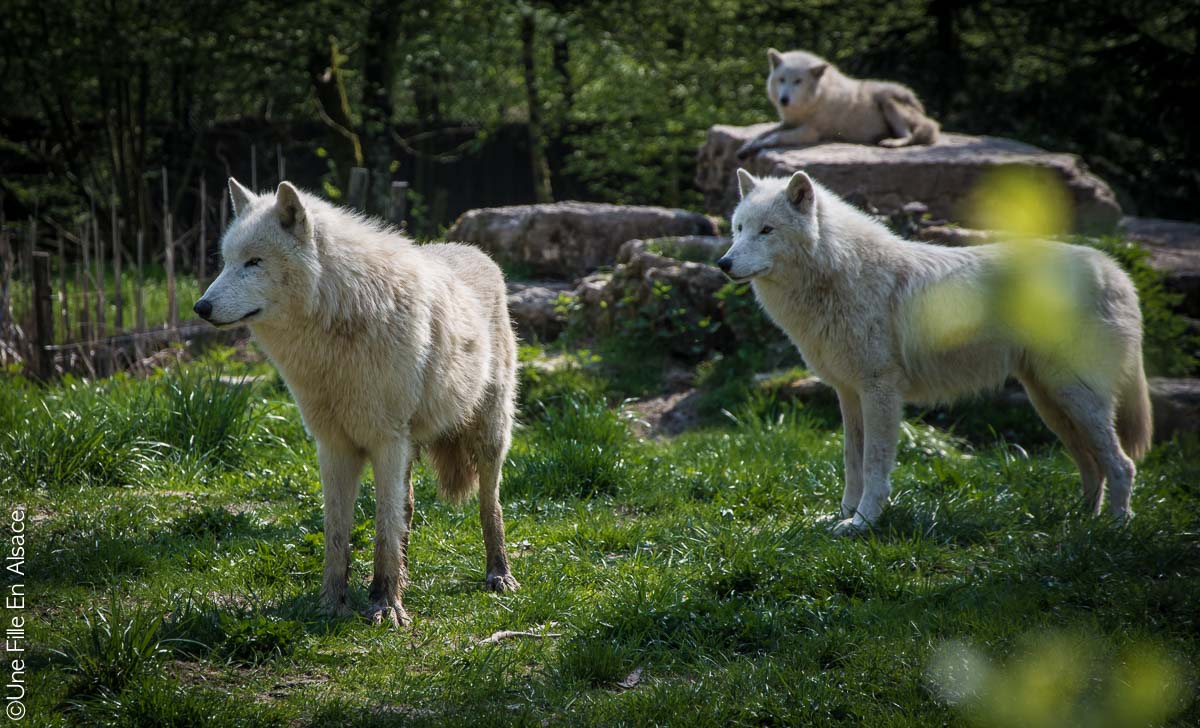 Loup nordique au Parc de Sainte Croix - Photo Céline Schnell Une Fille En Alsace