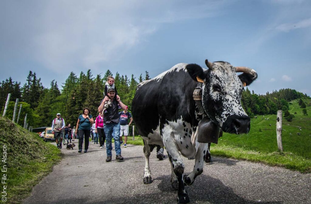 Transhumance dans la vallée de Munster - Crédit photo Céline Une Fille En Alsace