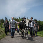 Transhumance dans la vallée de Munster - Crédit photo Céline Une Fille En Alsace