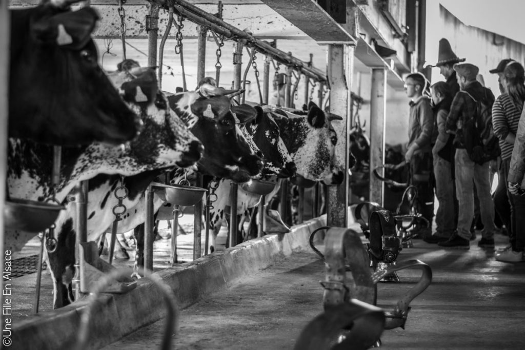 Transhumance dans la vallée de Munster - Crédit photo Céline Une Fille En Alsace