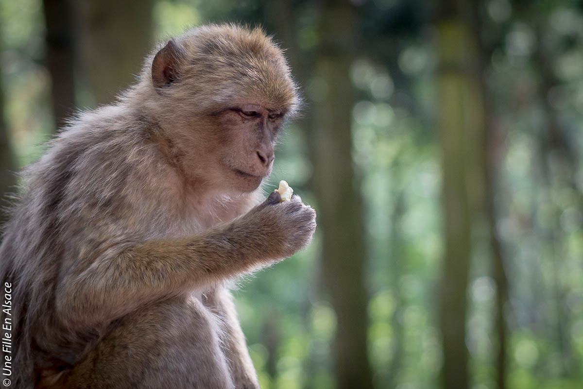 montagne-des-singes-kintzheim©Celine-Schnell-Une-Fille-En-Alsace-2019-19