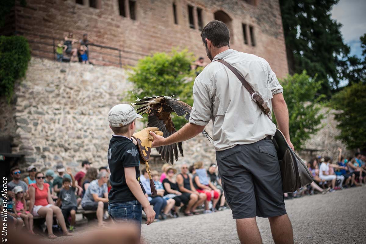 volerie-des-aigles-kintzheim©Celine-Schnell-Une-Fille-En-Alsace-2019-15