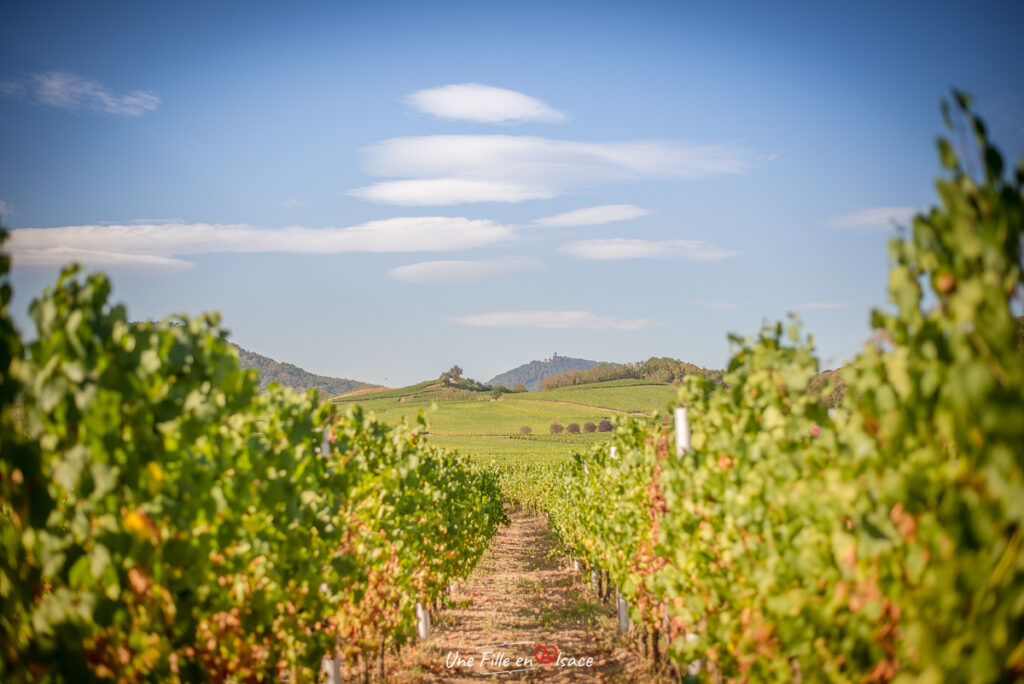 vignoble-scherwiller@Céline-Schnell-Une-Fille-En-Alsace-2020