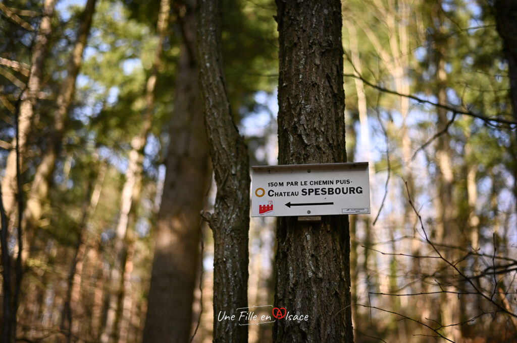 sentier-de-randonnee-chateau-spesbourg-Une-Fille-En-Alsace-2024