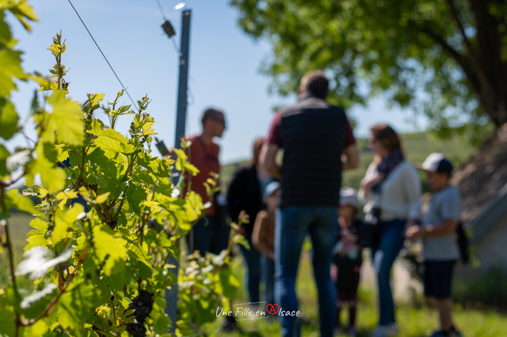 Sortie-insolite-caleche-domaine-de-lenvol-ingersheim-Une-Fille-En-Alsace-2024