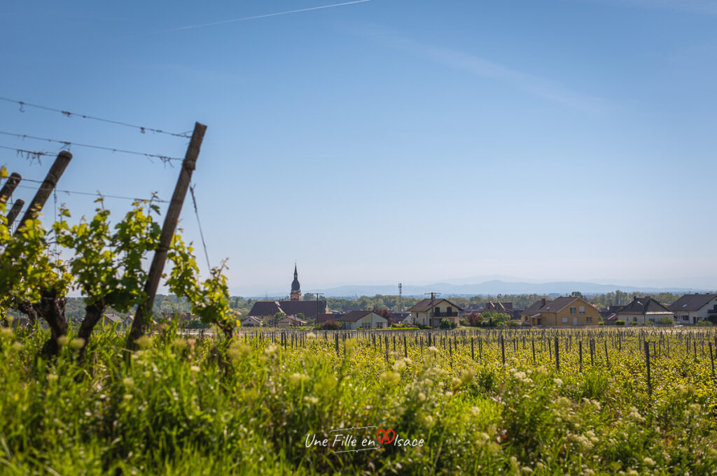 Sortie-insolite-caleche-domaine-de-lenvol-ingersheim-Une-Fille-En-Alsace-2024