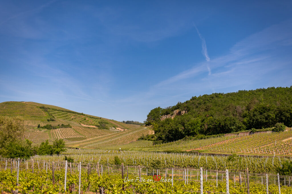 Sortie insolite en calèche dans les vignes - Une Fille en Alsace