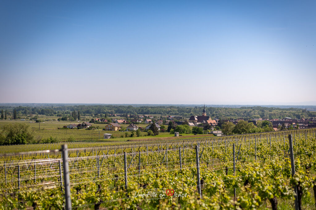 Sortie-insolite-caleche-route-des-vins-Une-Fille-En-Alsace-2024