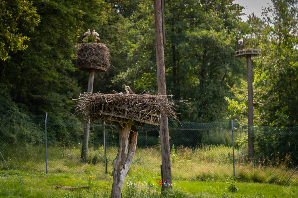 cigogne-hindlingen-sundgau-Une-Fille-En-Alsace-2024