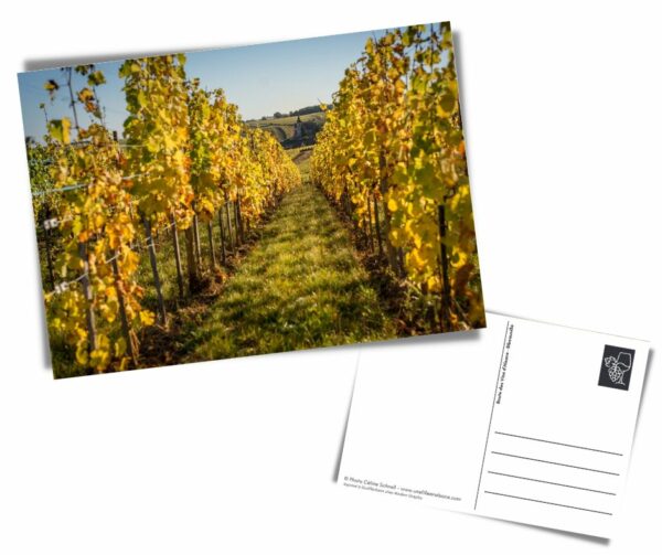 Carte postale "Vignes automne"