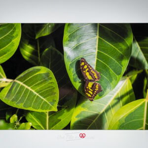 Impression photos sur Dibond Alu