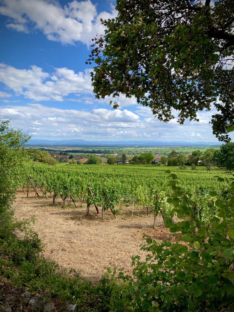 Mittelbergheim-2018-une-fille-en-alsace