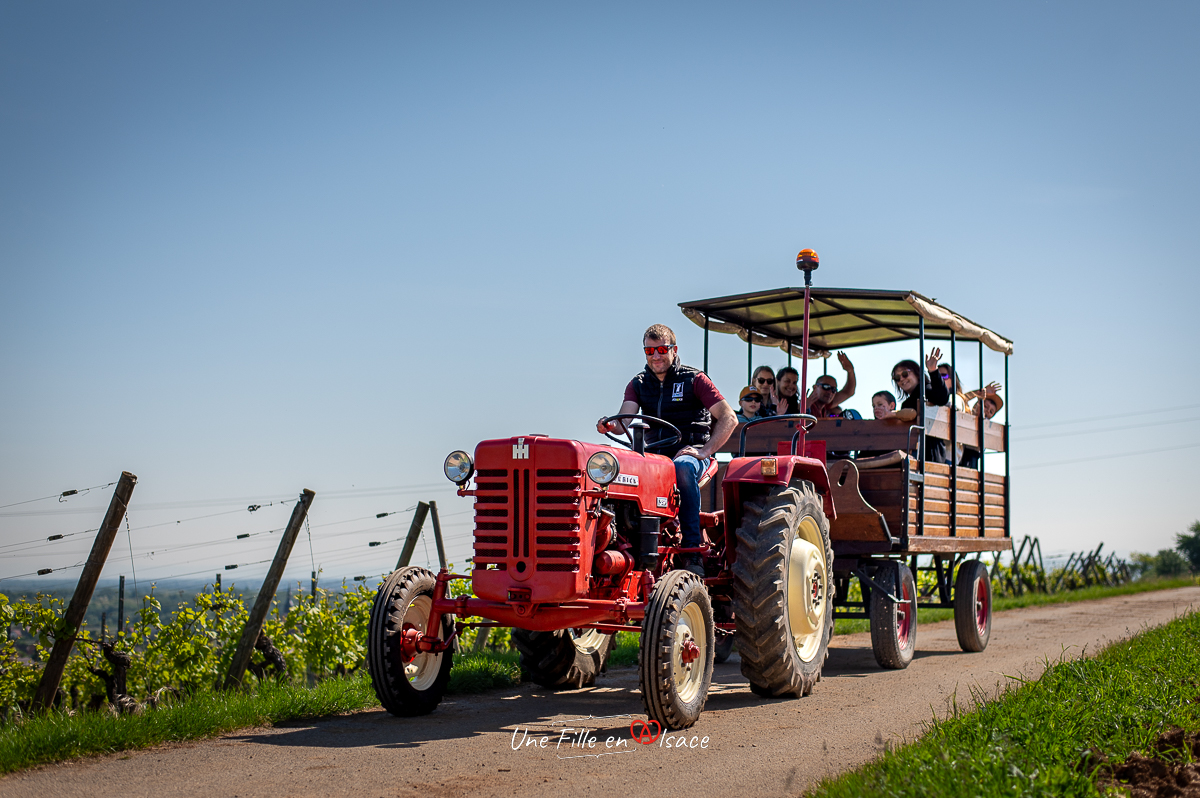 Sortie insolite en calèche & dégustation de vin à Ingersheim