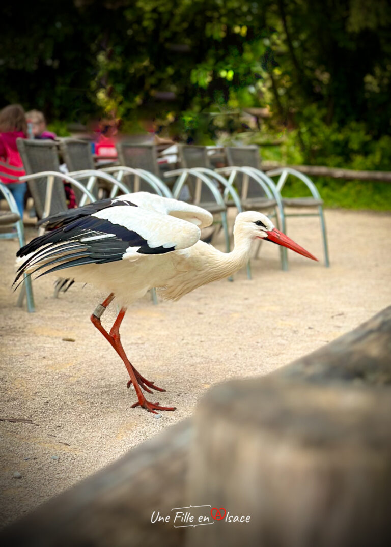 Maisons à Colombage Colorées, Colmar, Alsace Image Stock - Image Du