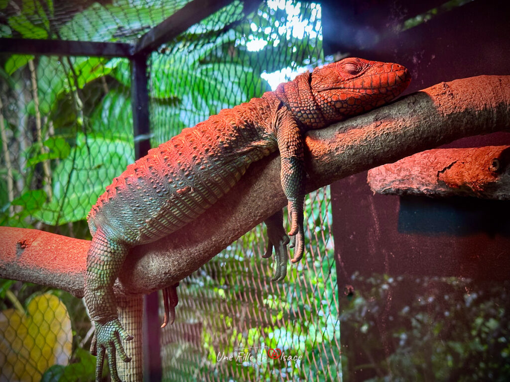 Zoo de Guadeloupe- marie-blue-passion-travel-planner-Une-Fille-En-Alsace-2025-