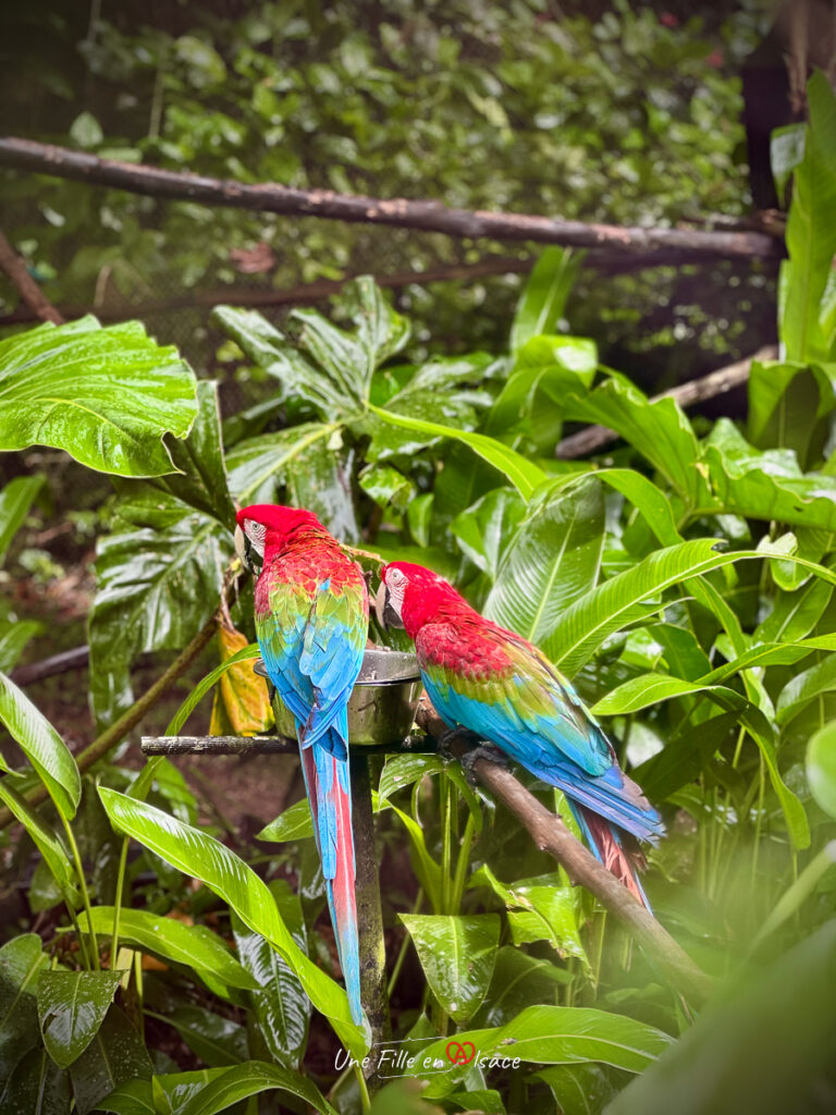 perroquet - Zoo de Guadeloupe- marie-blue-passion-travel-planner-Une-Fille-En-Alsace-2025-