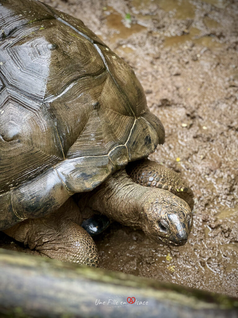 tortue - Zoo de Guadeloupe- marie-blue-passion-travel-planner-Une-Fille-En-Alsace-2025-