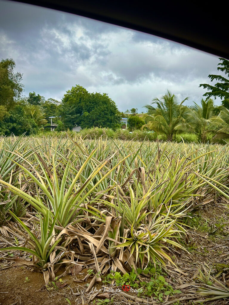 champ d'ananas Guadeloupe- marie-blue-passion-travel-planner-Une-Fille-En-Alsace-2025-