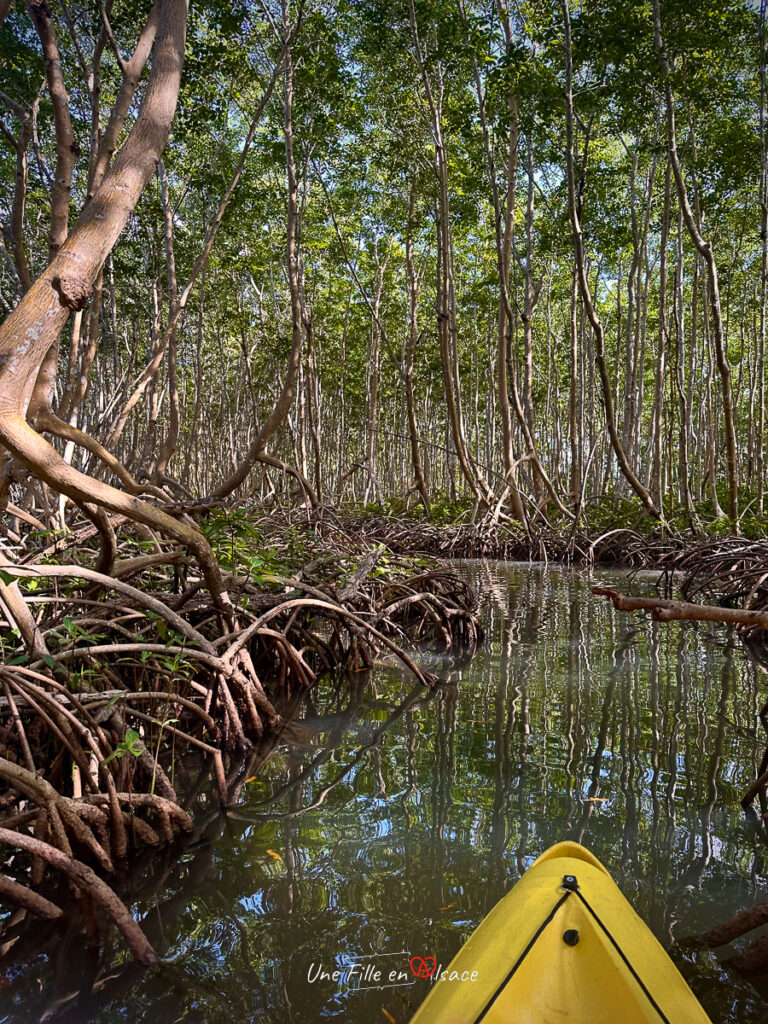 mangrove Guadeloupe- marie-blue-passion-travel-planner-Une-Fille-En-Alsace-2025-