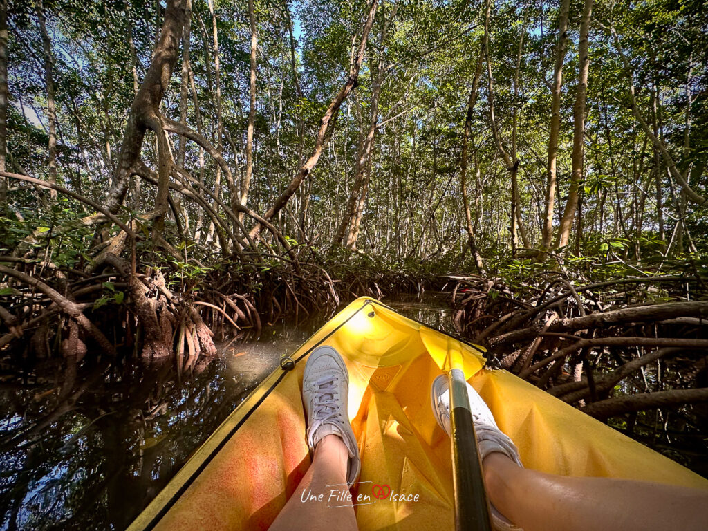 mangrove Guadeloupe- marie-blue-passion-travel-planner-Une-Fille-En-Alsace-2025-