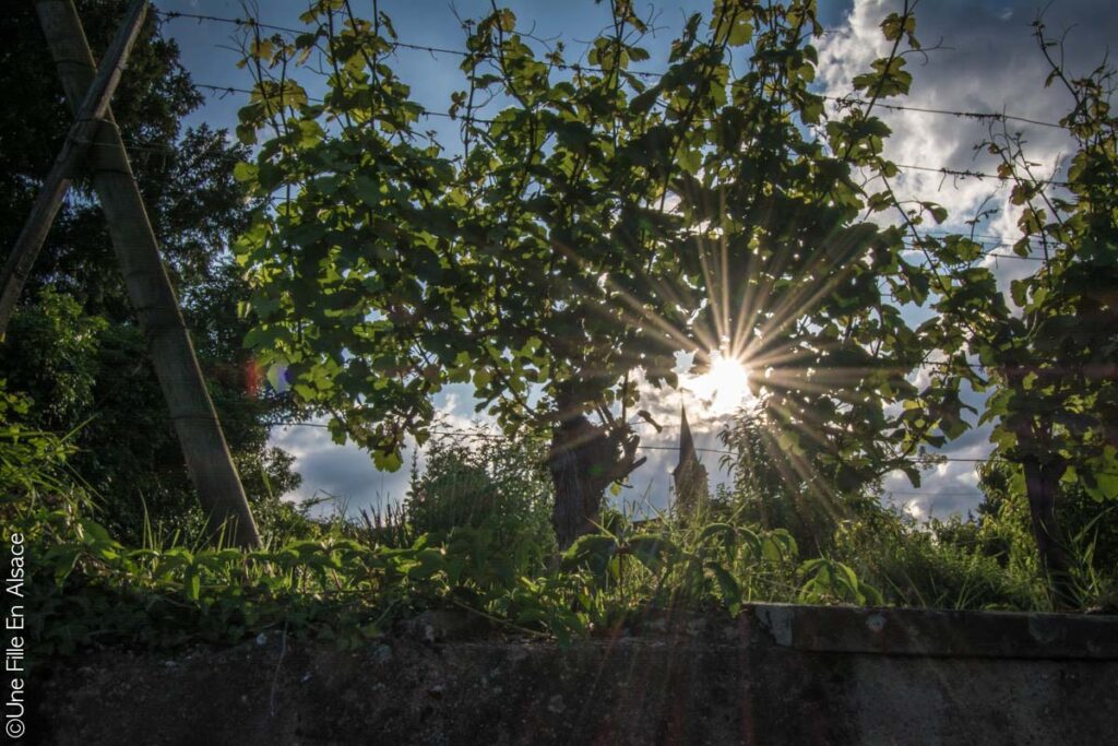 Mittelbergheim-2018-une-fille-en-alsace